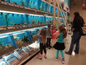 pet store 