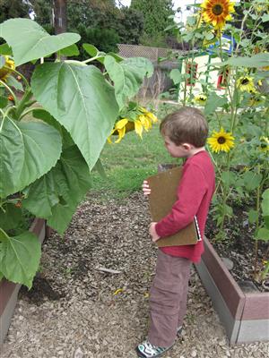 sunflower 