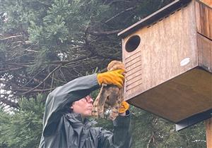 Cascades Raptor Center volunteer putting one of two Barn Owls into a West Linn-Wilsonville School District nest box.