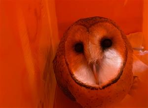 A young female Barn Owl.