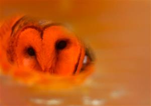 A young male Barn Owl.