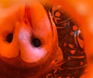 A young male Barn Owl turning his head upside down.