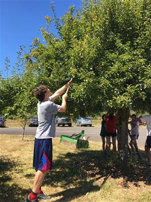 A West Linn-Wilsonville student prunes a tree at the CREST Farm.  