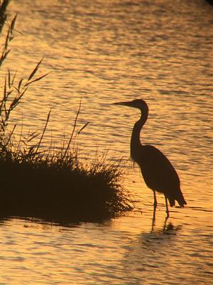 GBH at dawn 