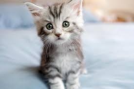 Lovely picture of a kitten!