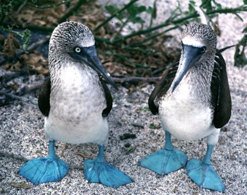 Galapagos blue-footed boobies! 