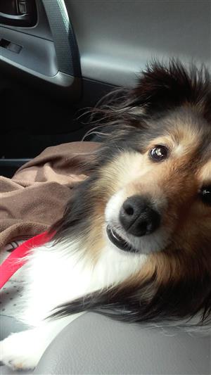 Maddie, the rockstar Sheltie Maddie, the rockstar Sheltie
