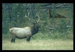 Mountain Walrus Link