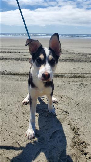Skye puppy