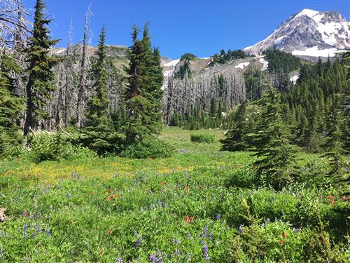 Meadow on Mount Hood 