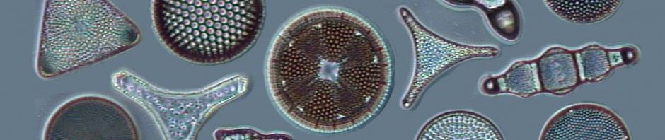 Diatoms Diatoms