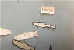 Ari Avery Salmon Video