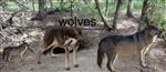Wolves Animation