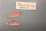 Howie Kieran Salmon Video
