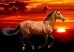 Horse Animation by Gabriella