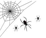 Spider Animation