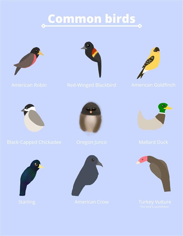 Bird Guide