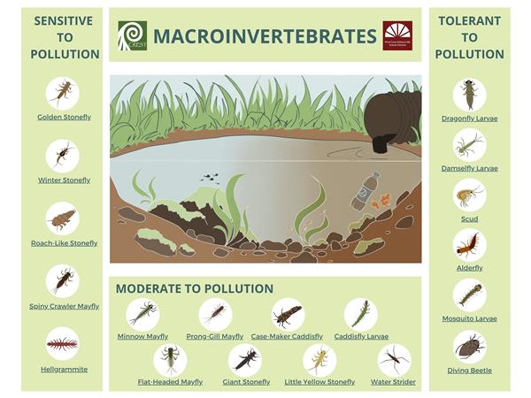 Macroinvertebrates