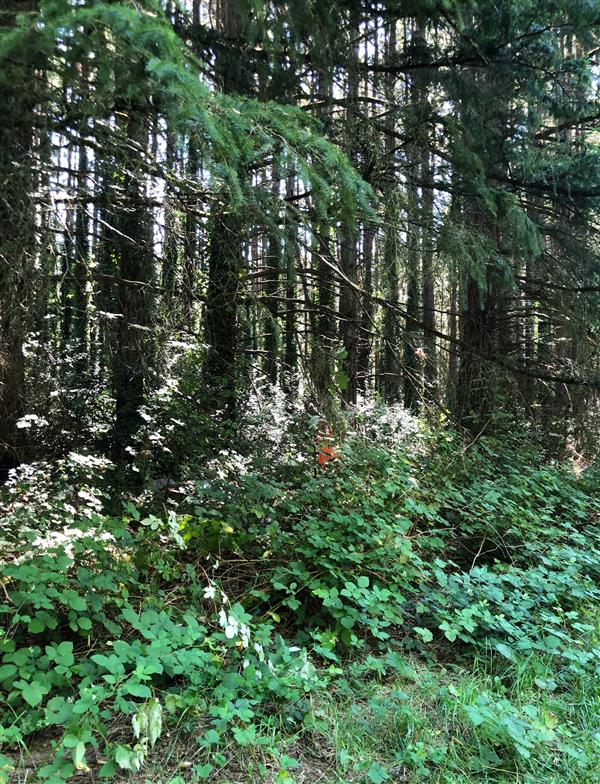 Dollar Street site trees